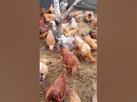 витамины зимой для кур люцерна в зимнее время - YouTube