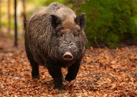 Discover the Largest Wild Boar Ever - A-Z Animals