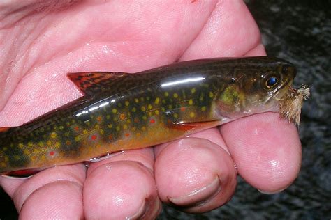 Small Stream Reflections: Brook Trout Variations