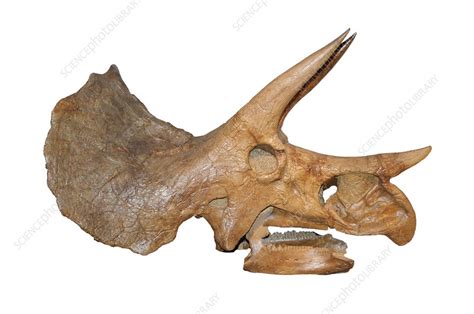 Triceratops Skull - Stock Image - C009/2893 - Science Photo Library