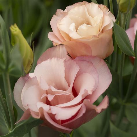 lisianthus apricot – Flores de Tumbabiro