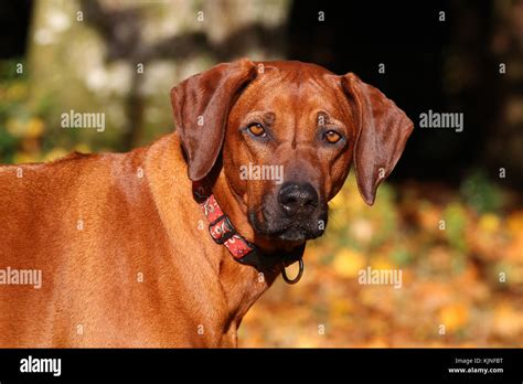 Rhodesian Ridgeback Lion Dog African Lion Hound close up landscape head ...