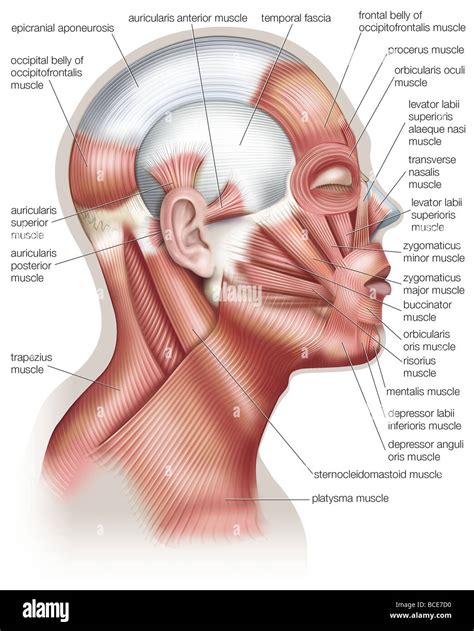 Musculus Levator Labii Superioris Alaeque Nasi - Quotes Trending