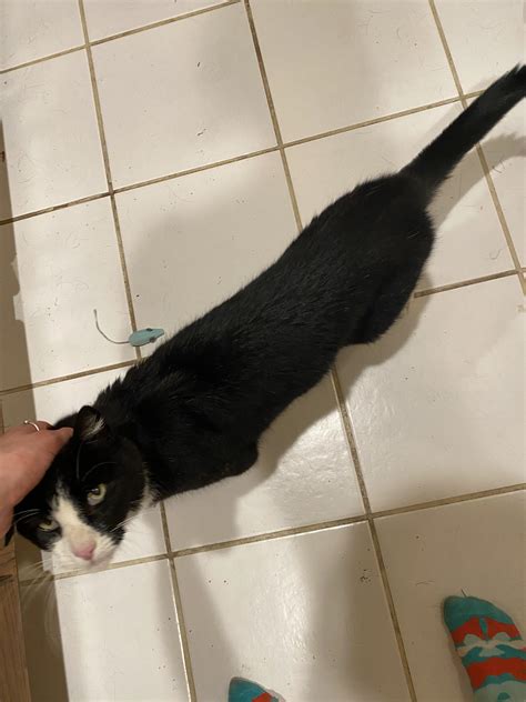 Buyers found cats to sale prices are dropping for certain kittens 27