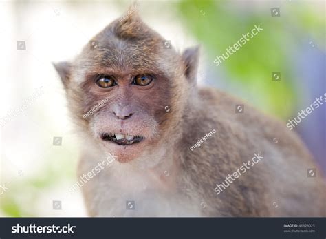 confused monkey stock  images photography shutterstock