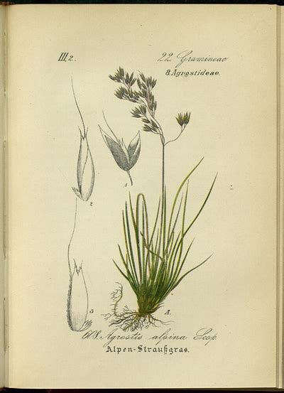Agrostis alpina Scop. | Europeana