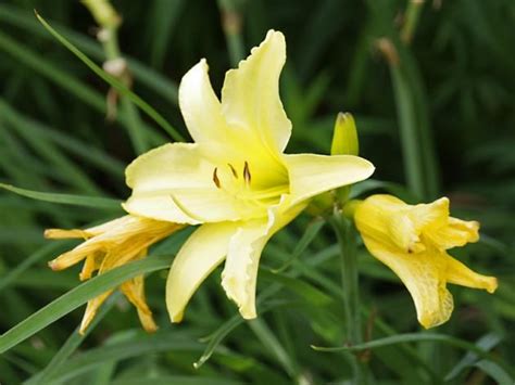 Taglilien | Taglilien, Taglilie, Lilien