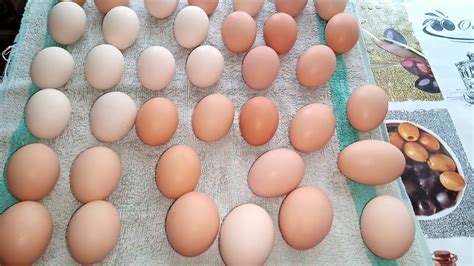 Как выбрать куриное яйцо для вывода курочек.Что делать, чтобы быть с ...
