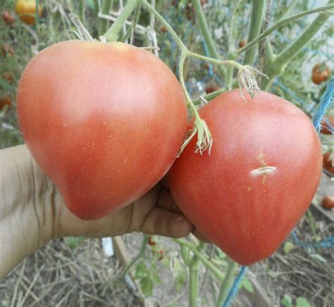Томат Дедушкино петушиное перышко (Grandpa’s Coсk’s Plumе) — Продукция ...