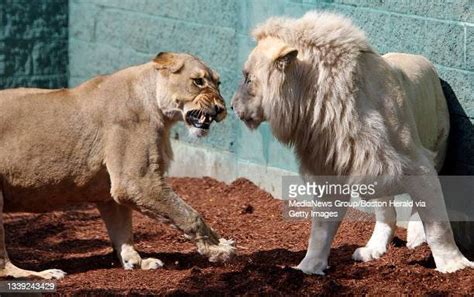 Capron Park Zoo Photos and Premium High Res Pictures - Getty Images