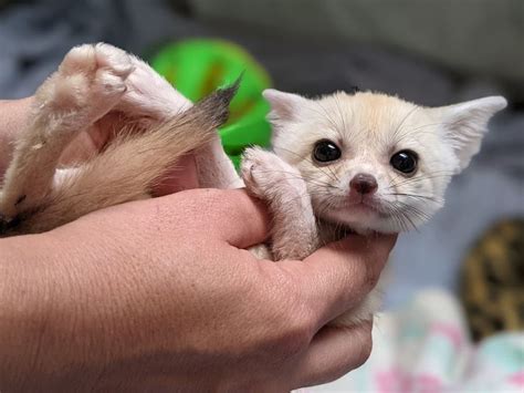 Fennec Fox Complete Care Guide | Fox, Fennec fox, Pets
