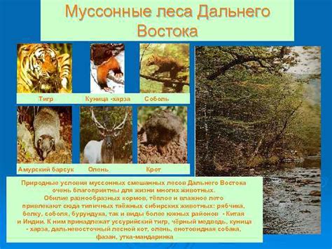 ПРЕЗЕНТАЦИЯ НА ТЕМУ: «ЖИВОТНЫЙ МИР