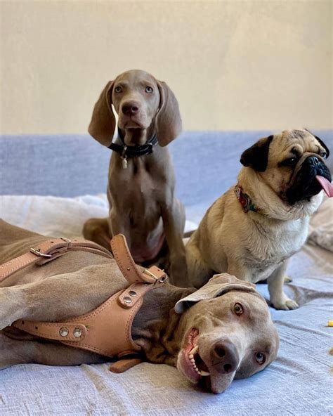 15 Pictures Only Weimaraner Owners Will Think Are Funny - The Dogman