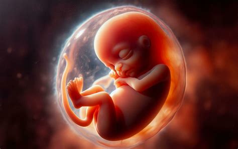 Feto Masculino De 3 Meses - ai generado feto en el matriz de el madre en el uterino saco 3 meses ...