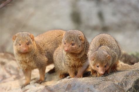 Dwarf Mongoose Animal Mammal - Free photo on Pixabay - Pixabay