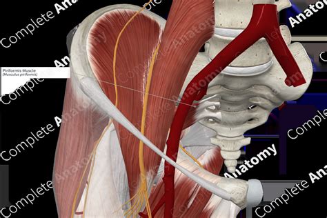 Piriformis Muscle | Complete Anatomy