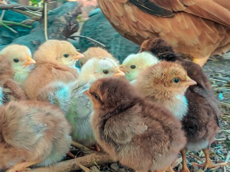 small birds pixahive