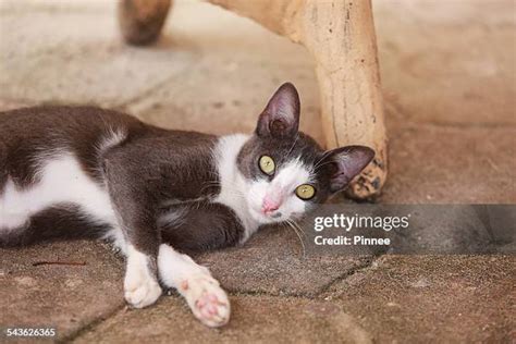 39 Grey Tuxedo Cat Stock Photos, High-Res Pictures, and Images - Getty ...
