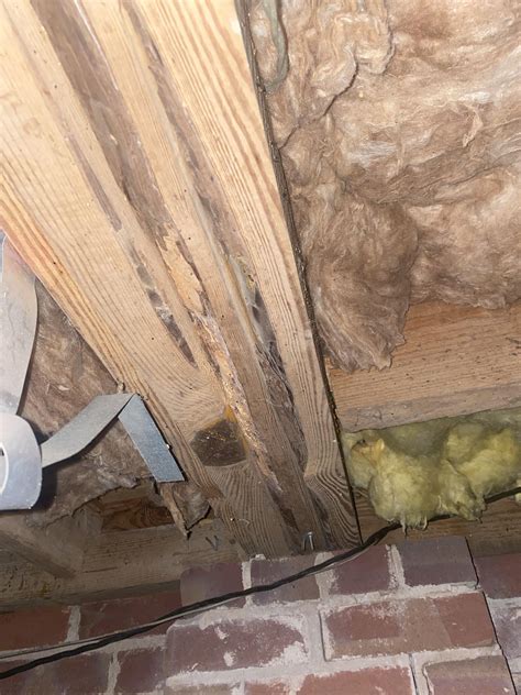 Termites in yard. Is this panic time? : r/pestcontrol