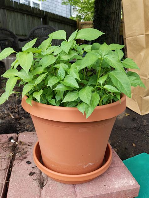 We planted WAY too many jalapenos in this planter - what are the odds