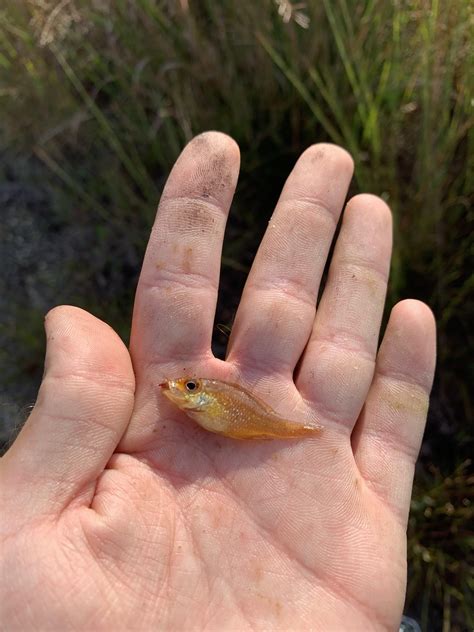 Is this a banded sunfish??? Caught in pine barrens NJ : r/whatsthisfish