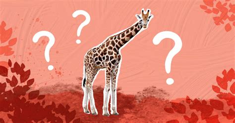 11 Giraffe Facts That Will Surprise You - DodoWell - The Dodo