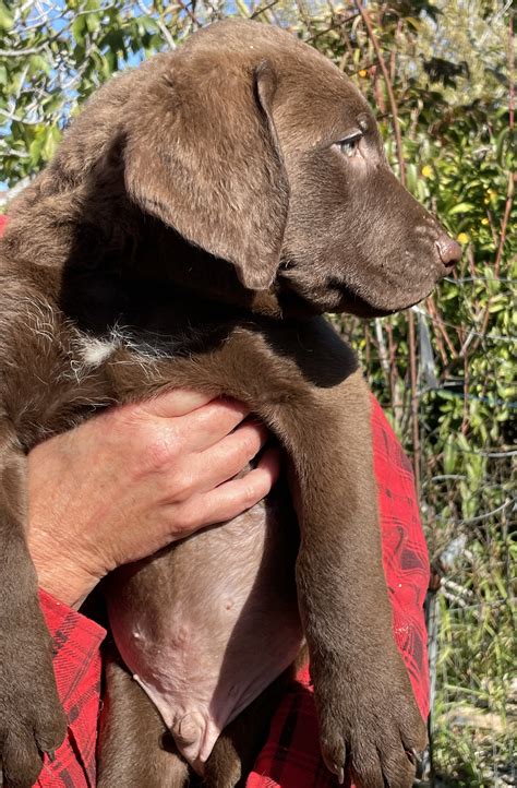 New Puppies Available in 2023 – Central California Chesapeake Bay