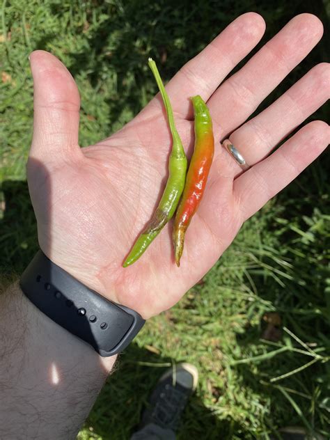 Anyone know what could be causing this? : r/Peppers