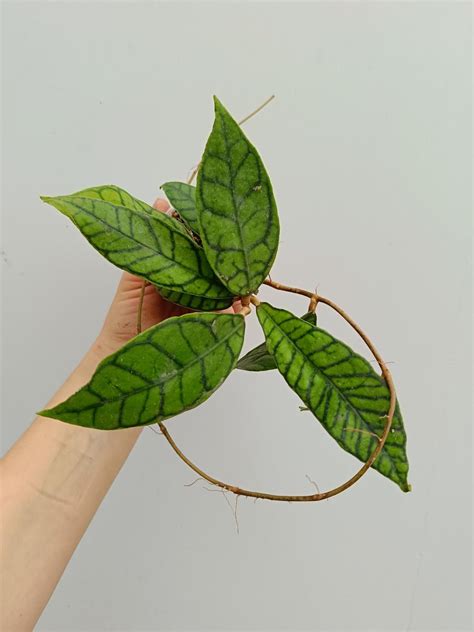 HOYA CALLISTOPHYLLA – Welovetropicalplants