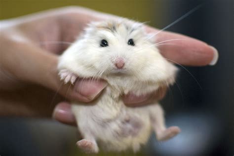 Gambar Hewan Hamster - 57+ Koleksi Gambar