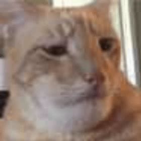 Chad Cat Rise Up : r/chadsriseup