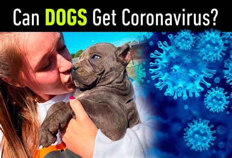 Is Your Furry Friend Fighting Off A Foe? Signs Your Dog May Have Covid-19