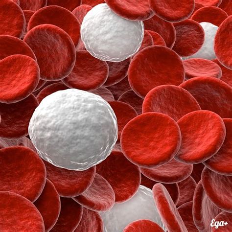 Еда для повышения уровня лейкоцитов в крови | White blood cells, White ...