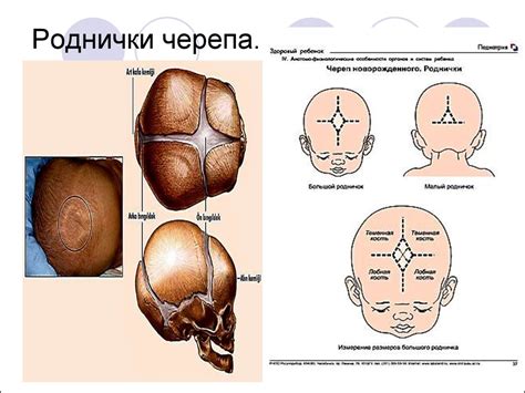 Строение и пластика черепа - презентация онлайн