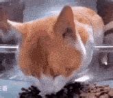 Cat Eating Then Looking At The Camera Meme GIF - Cat eating then ...