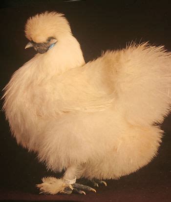 Silkie | beautiful-breeds