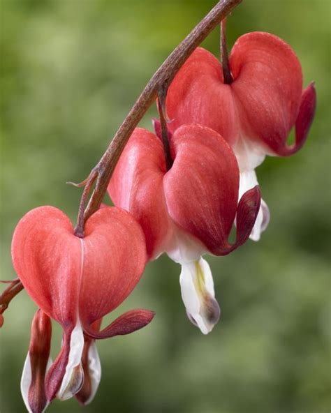 Dicentra (Bleeding Hearts) spectabilis Valentine | Shade perennials ...