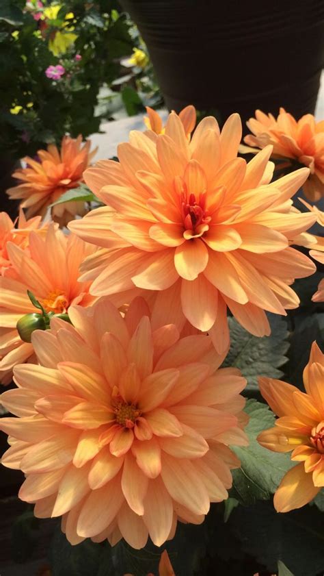 Another favorite color | Orkideler, Bi̇tki̇, Çiçek