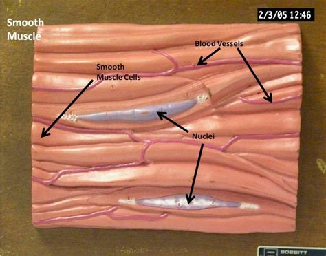 Smooth Muscle Histology (labeled) | Anatomy Physiology | Flickr
