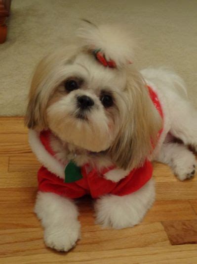 Shih Tzu Hairstyle... | Shih tzu puppy, Shih tzu, Shih tzus
