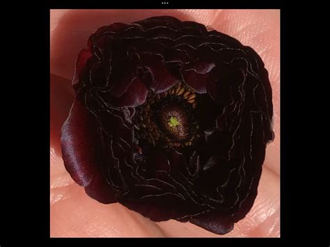Black Ranunculus (100) - Local Seeds