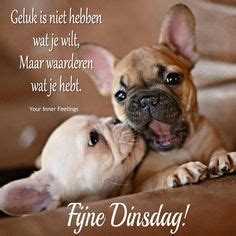 10 beste ideeën over Dinsdag humor | dinsdag humor, dinsdag ...