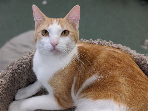 Meet Pounce! This beautiful... - Coulee Region Humane Society | Facebook