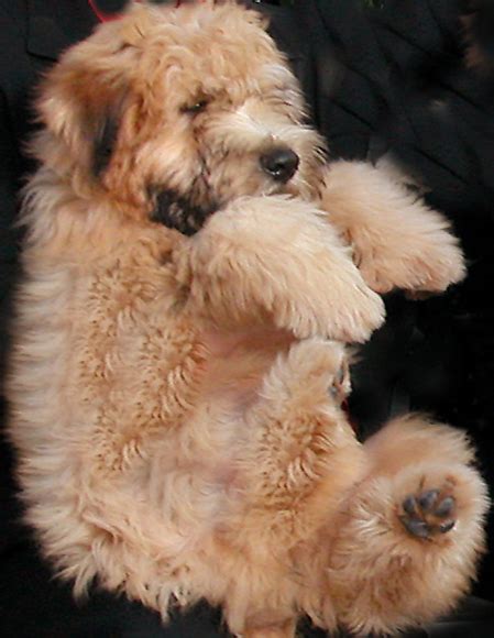 Wheaten Terrier Puppies, AKC Wheaten Terriers, Wheaten Terrier puppies ...