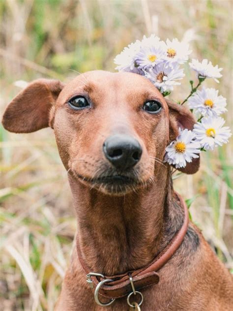 German Pinscher