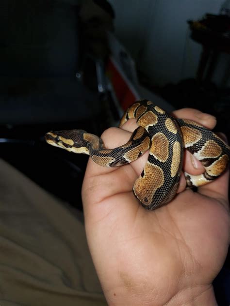 pet  ball python  willy booth blog