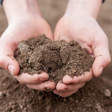 soil testing turf  gardening store