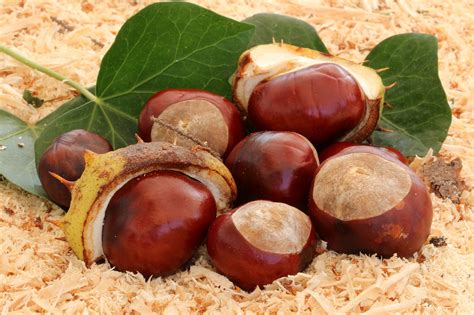 chestnutautumnpricklychestnut leavesspur  image  needpixcom