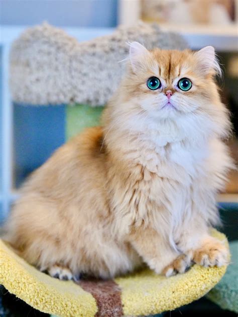 Adorable British Longhair Kittens for Sale | BearMaryCattery