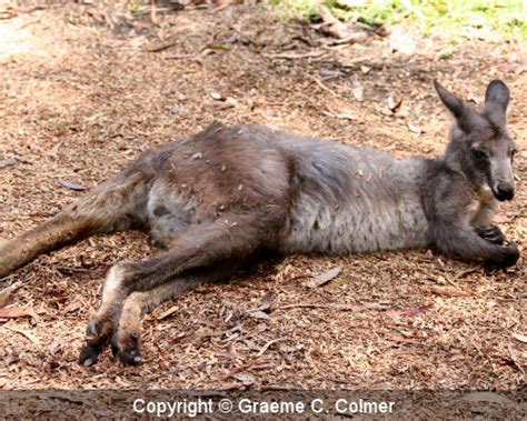 Eastern grey kangaroo (Macropus giganteus)